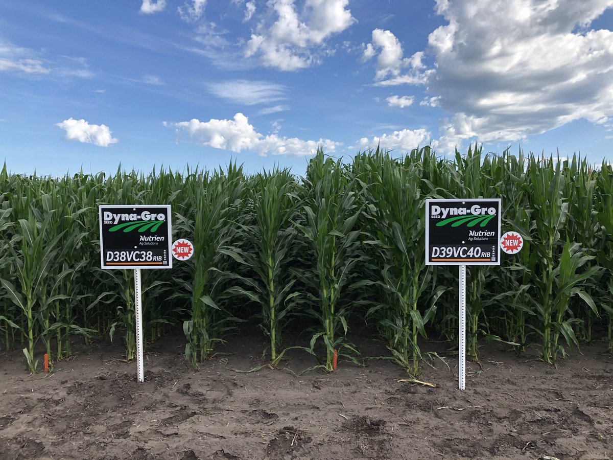 NutrienAgND's tweet image. Here’s a peak at the on farm evaluation near Colfax, ND.