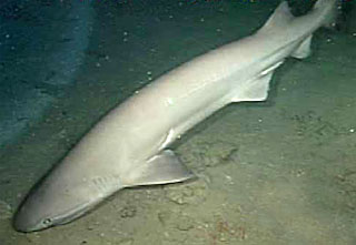 slziegler220's tweet photo. Sixgill sharks have the widest distribution of all sharks, except maybe the great white.
They are found in both temperate and tropical regions
And have been known to dive over 6000 ft (1800 m) deep.
#Fishfacts #WhatFishWednesday
📷: @NOAA public domain image https://t.co/U8IqWS7ZLE