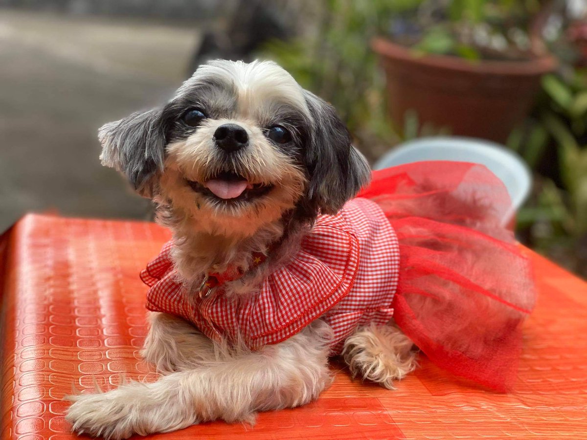 DabidIsDabest's tweet photo. It's my dog's birthday and thought it would be nice to bless some twitter feeds today https://t.co/h6s2HmO6BZ