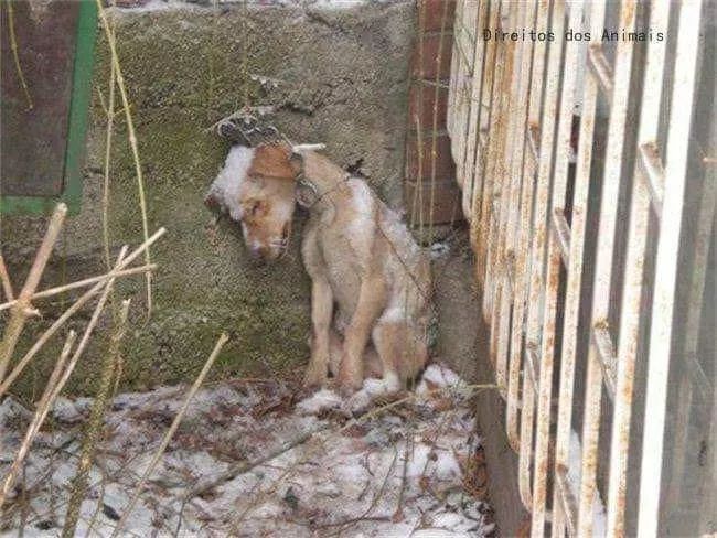 Perroslovers's tweet photo. La imagen del perrito que fue encontrado congelado y muerto, en el patio de la casa en la que vivió todos sus días encadenado, será para siempre un símbolo del desprecio y de la maldad del corazón humano. Murió solo, con frío, en desesperación, con miedo. Se parte en corazón 💔😭 https://t.co/stALGWYGf8