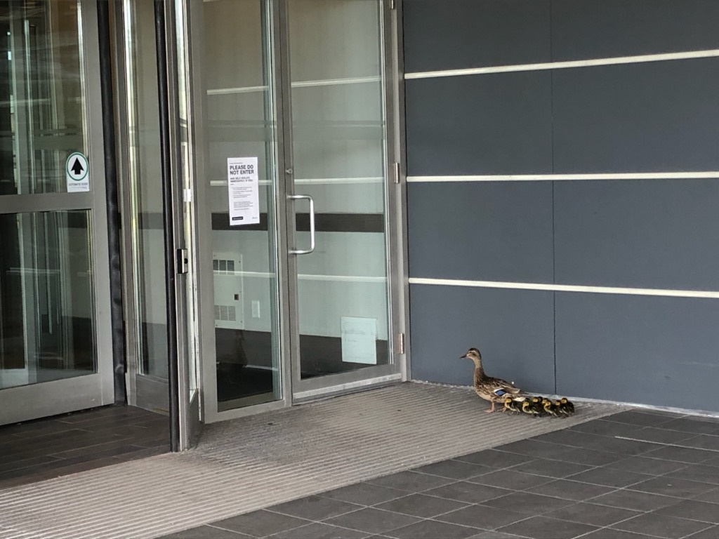 CalgaryPlaza's tweet photo. Check out our special guests arriving for their family fun swim package today! 🦆🦆Private Family Swim Hour Package - https://t.co/eMKYRRJRn0 https://t.co/n86yLT0dNT