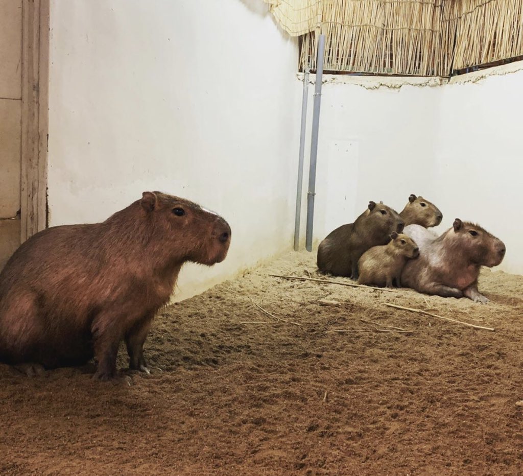 good social distancing vs. bad social distancing