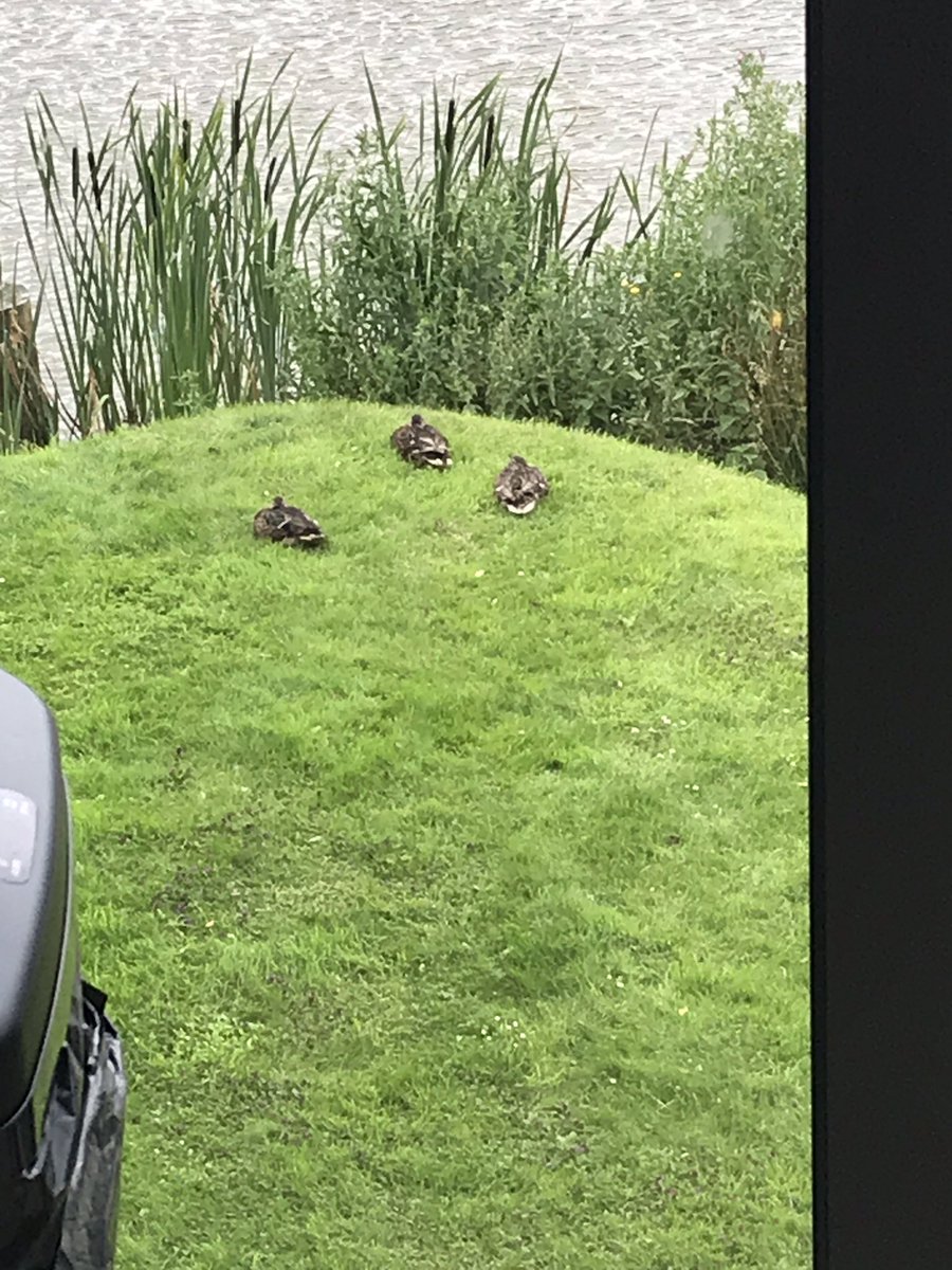 AmberrrrrG's tweet photo. The main reason I love going to work! 🦆🦆 https://t.co/iuWejbcJl7