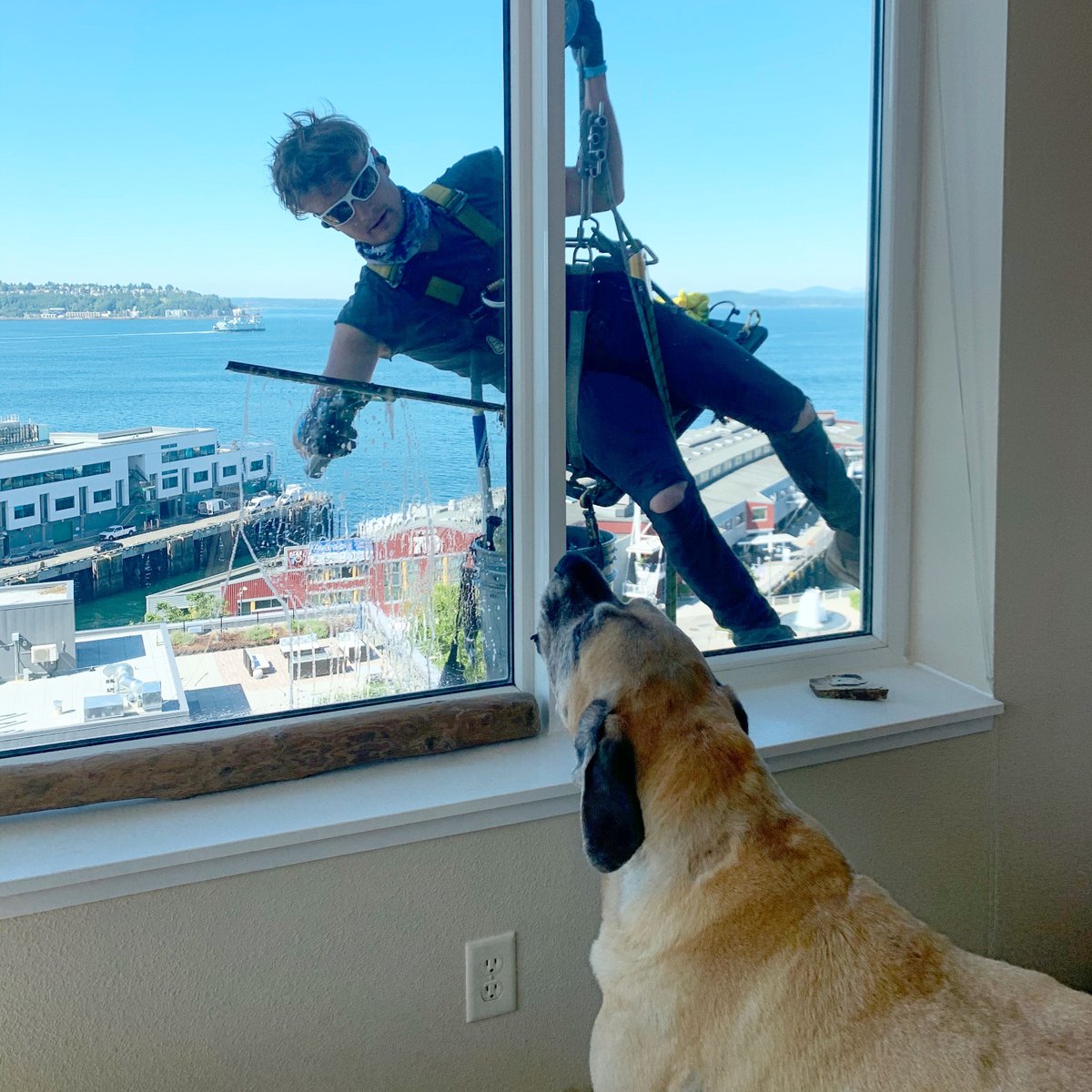 MorganMastiff's tweet image. 🚨OMFG INTRUDER ALERT 🚨 #lit #wtf #firstworlddogproblems #thestruggleisreal #omfg #mastiff #mastiffproblems #windowwashing #apeshit