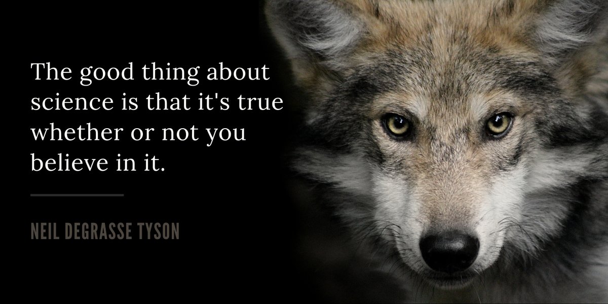 nywolforg's tweet photo. A reminder from wolves. https://t.co/JHGUovf5T1