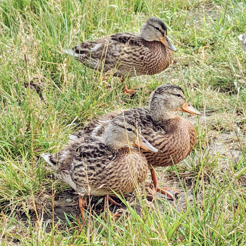 More cute up-close shots from today's duckie walk  so glad all 11 of these lil nuggets are strong and healthy! 