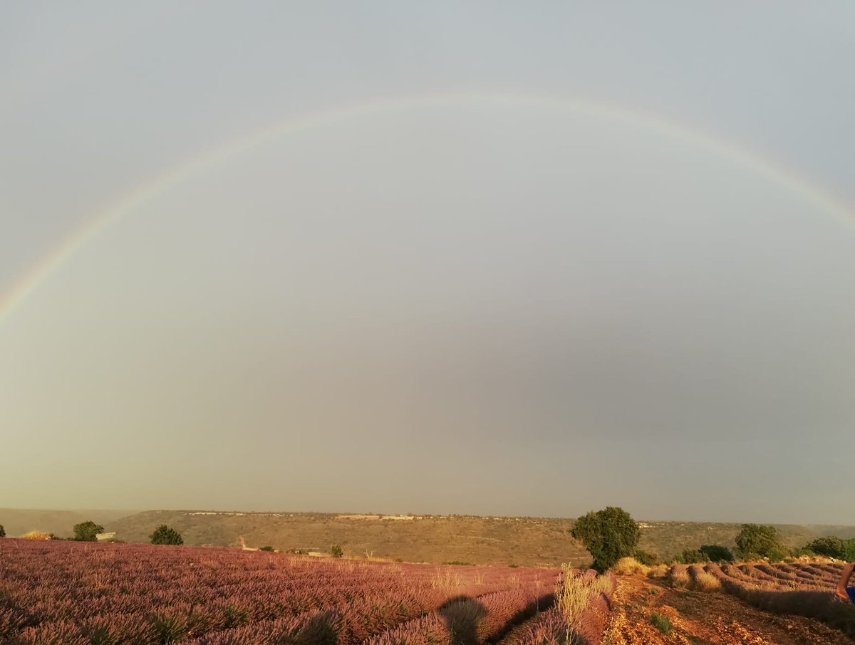 ＃スペインのプロバンス　ブリウエガのラベンダー祭り、今年はコロナで中止となりましたが、ラベンダーは花盛り！ここ数日のTorumenta secaと呼ばれる非常に不安定な気象（低い雲と高い湿度、生ぬるい突風、突然の雨）の中のラベンダー畑。