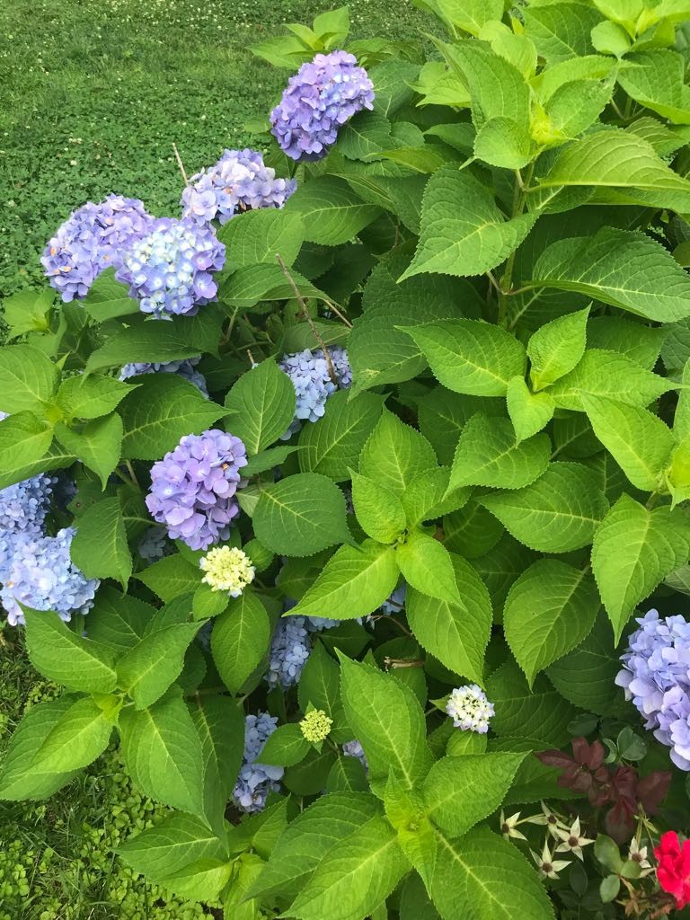 UConnNRCA's tweet photo. Take a peak at some of the awesome #biodiversity recorded by our CTP participants with Epicollect5! In our #virtualCTP2020, students are shown how to navigate this data collection app, and then use it in their own backyard. Excited to what we might see in Session Two! 🌿🐝 https://t.co/IzcOd2VbbA