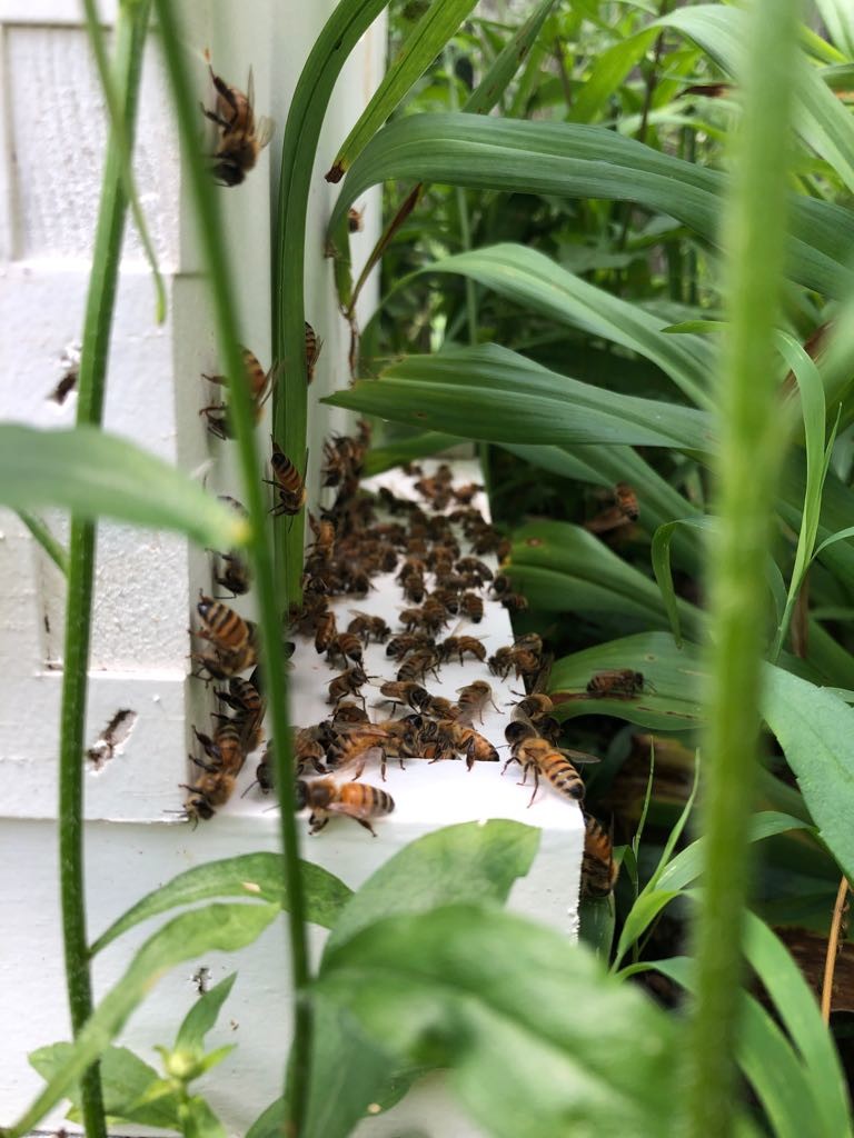 UConnNRCA's tweet photo. Take a peak at some of the awesome #biodiversity recorded by our CTP participants with Epicollect5! In our #virtualCTP2020, students are shown how to navigate this data collection app, and then use it in their own backyard. Excited to what we might see in Session Two! 🌿🐝 https://t.co/IzcOd2VbbA