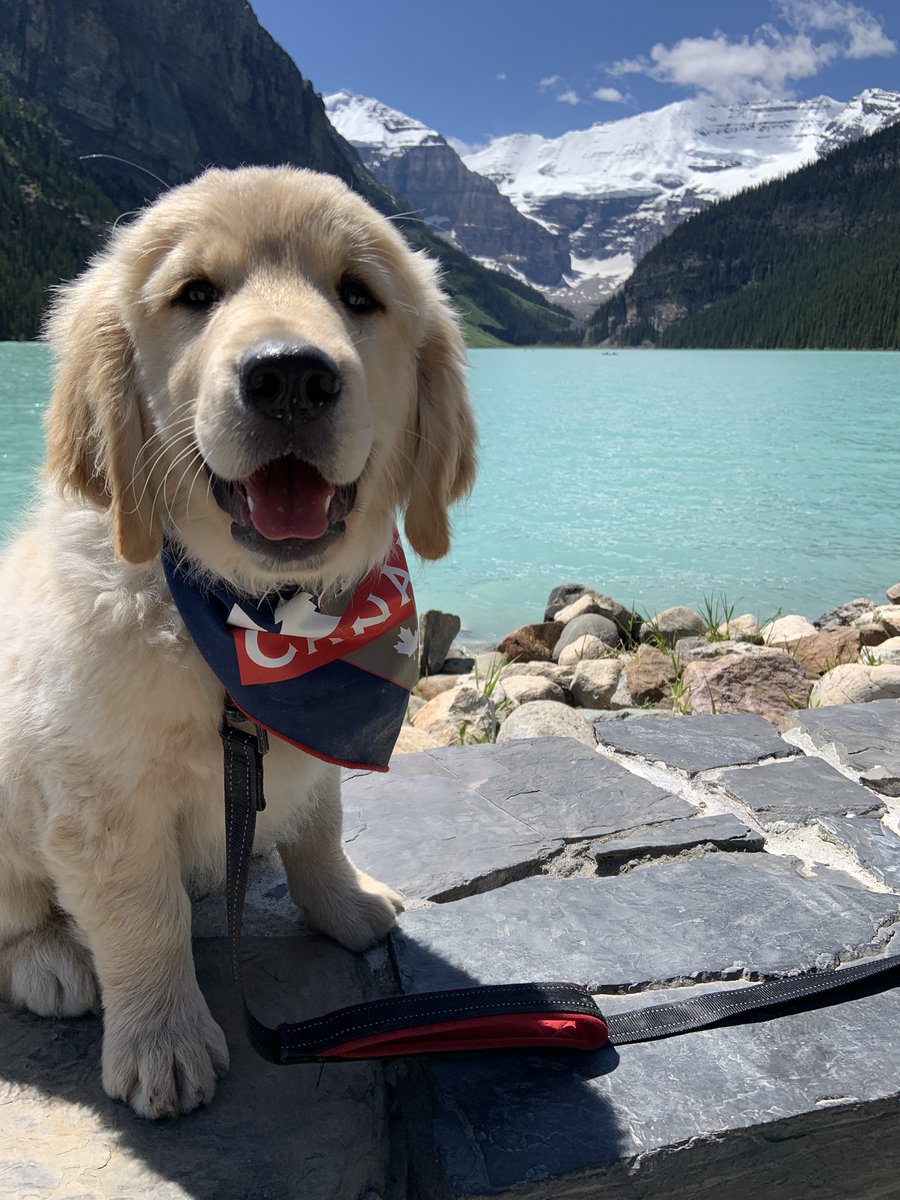 jensproule's tweet photo. Celebrated my birthday yesterday with a beautiful hike and this cutie (and my hubby, also cute) #lakelouise #puppy #GoldenRetrievers #birthday https://t.co/Q0G8vcIx6J