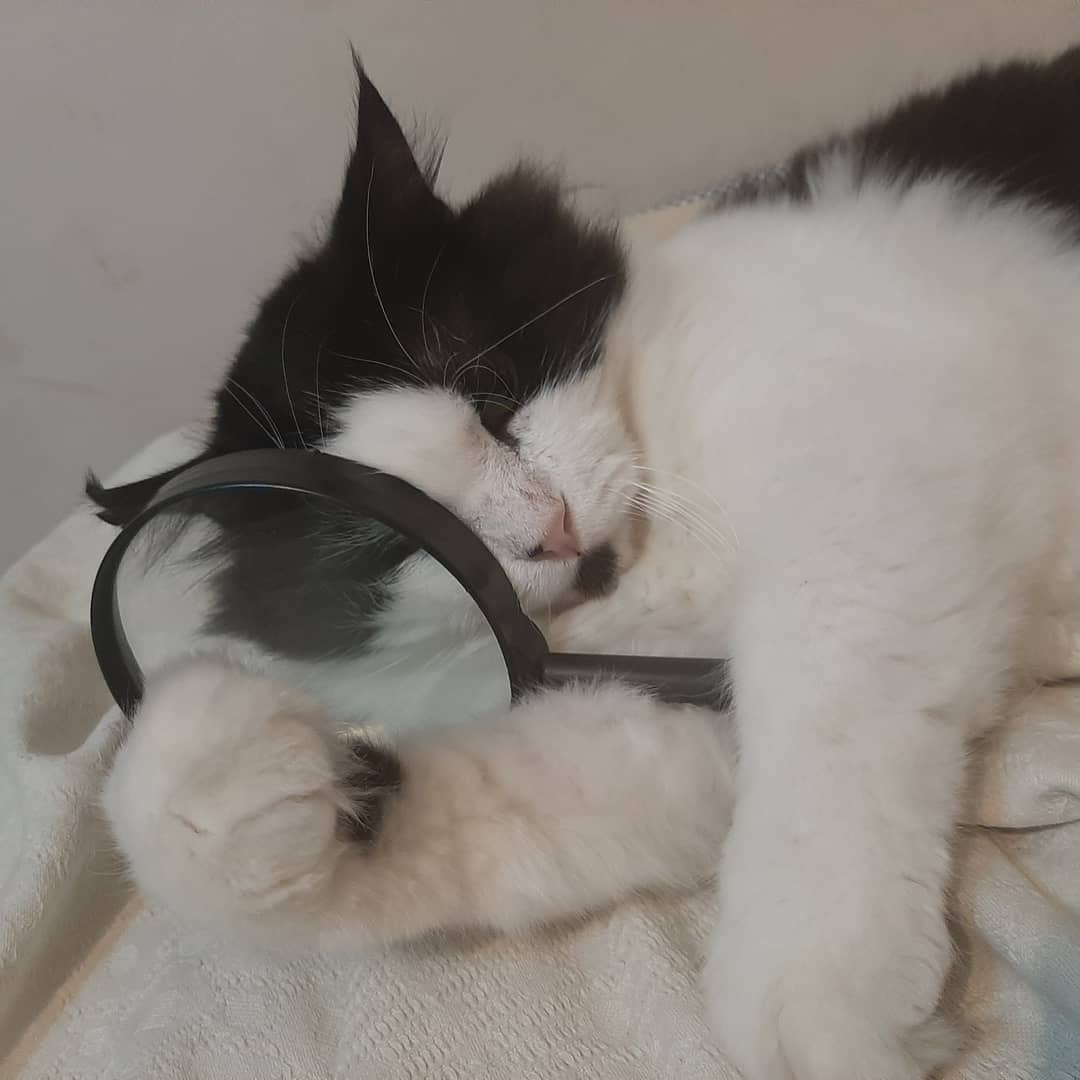 maya_bluejay's tweet photo. Sherlock meows
#CatsOfTwitter https://t.co/cjFI5ZWoCq