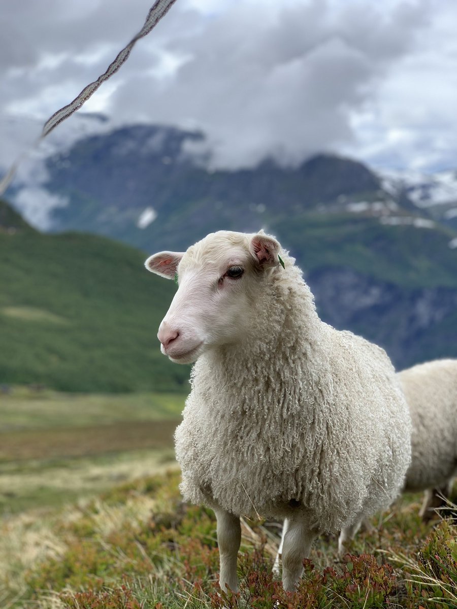 VVandvik's tweet photo. Today the sun came out! The second wettest #alpine site in the #SeedClim grid is world famous amongst us in @BtwnTheFjords for spectacular views and friendly sheep. That, and a nicely done #removal plot makes for a happy #fieldwork crew! https://t.co/ttIgysdT0a