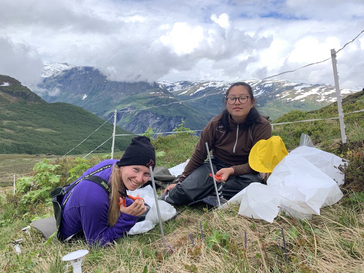 VVandvik's tweet photo. Today the sun came out! The second wettest #alpine site in the #SeedClim grid is world famous amongst us in @BtwnTheFjords for spectacular views and friendly sheep. That, and a nicely done #removal plot makes for a happy #fieldwork crew! https://t.co/ttIgysdT0a