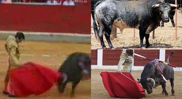 ElMuletazo's tweet photo. 📰 “Clavelito” y “Marquito”, dos de Ana Romero en la historia taurina de Murcia.
🔹La ganadera ha fallecido hoy a los 88 años de edad. Recordamos a “Clavelito” un novillo de bandera en Calasparra y a “Marquito”, indultado por Ortega Cano en Granada
➡️ https://t.co/dRVLbST1eQ https://t.co/fTE4WUa5jG