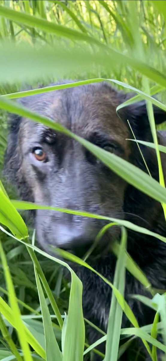 jefftiz's tweet image. You can NEVER have too many puppy photo’s #dogsfordays