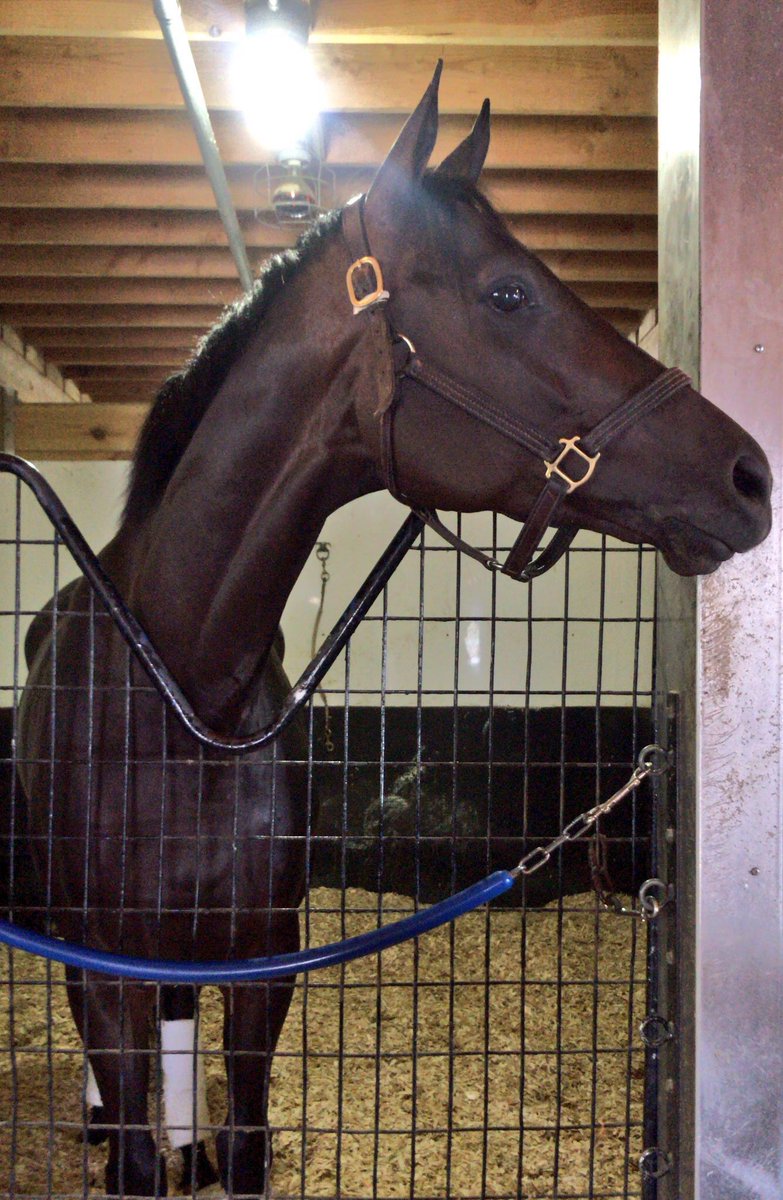 BloomRacing's tweet photo. #NationalILoveHorsesDay ❤️
#MidnightBisou💋 #SnapperSinclair #HenleysJoy https://t.co/4Ifb2NrZ8x