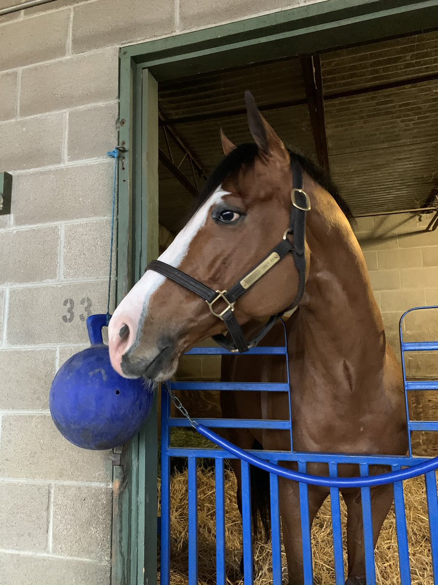 BloomRacing's tweet photo. #NationalILoveHorsesDay ❤️
#MidnightBisou💋 #SnapperSinclair #HenleysJoy https://t.co/4Ifb2NrZ8x