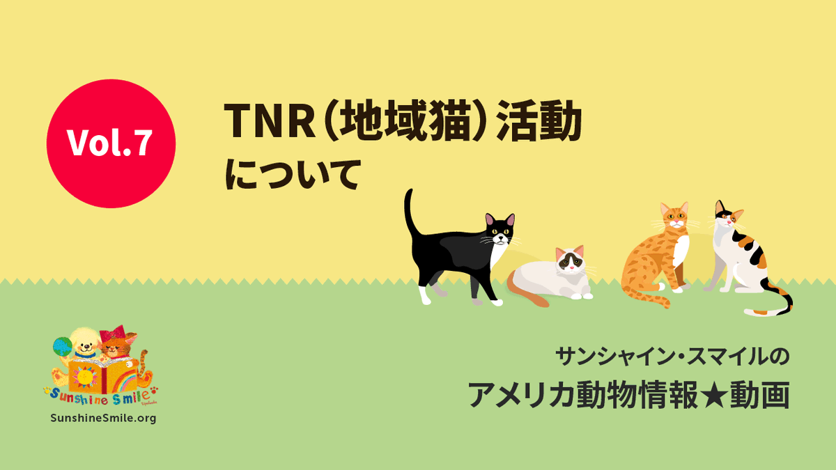 sunshinesmilejp's tweet photo. お久しぶりです😅野良猫を捕獲して不妊去勢をし、元の場所に戻す、TNR活動（地域猫活動）のお話を動画として公開しました☆サンシャインスマイルのアメリカ動物事情動画 https://t.co/nzglipO39X
#地域猫　#地域猫活動　#TNR活動　#TNR　#猫　#動物　#ボランティア　#ペット https://t.co/5U0v3OwE5H