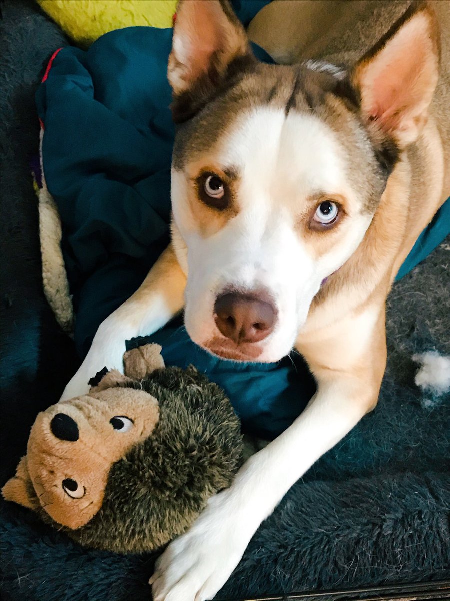 DerekMears's tweet photo. One of these two is a stuffed animal.
#boxsky
#CharlieAtari https://t.co/085JazYdKs