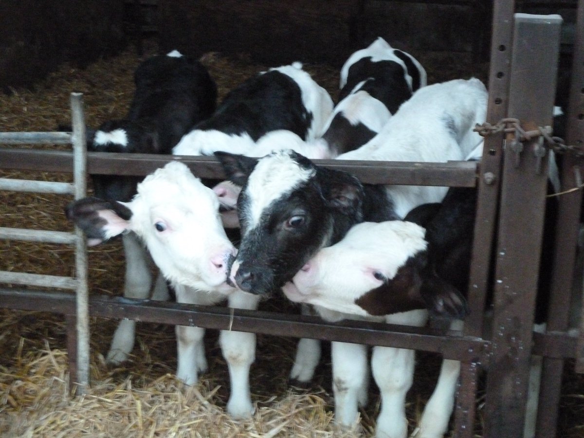 It's not just cows that are important in Irish history, but obviously calves too! "Irish name for Belfast Lough, Loch Lao (Loch Lóeg) 'lough of the calf'. The name may allude to a time when ancient peoples worshipped bovine deities" (via  @placenamesni)! ©mine 