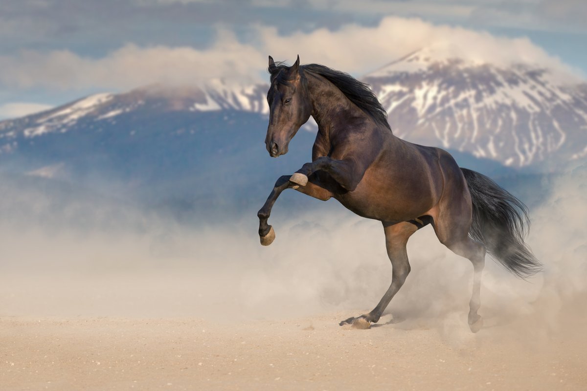 Keep calm, keep Rigcalm! Find out what Rigcalm can do for your gelding. 🐎 bit.ly/3fuWFo8