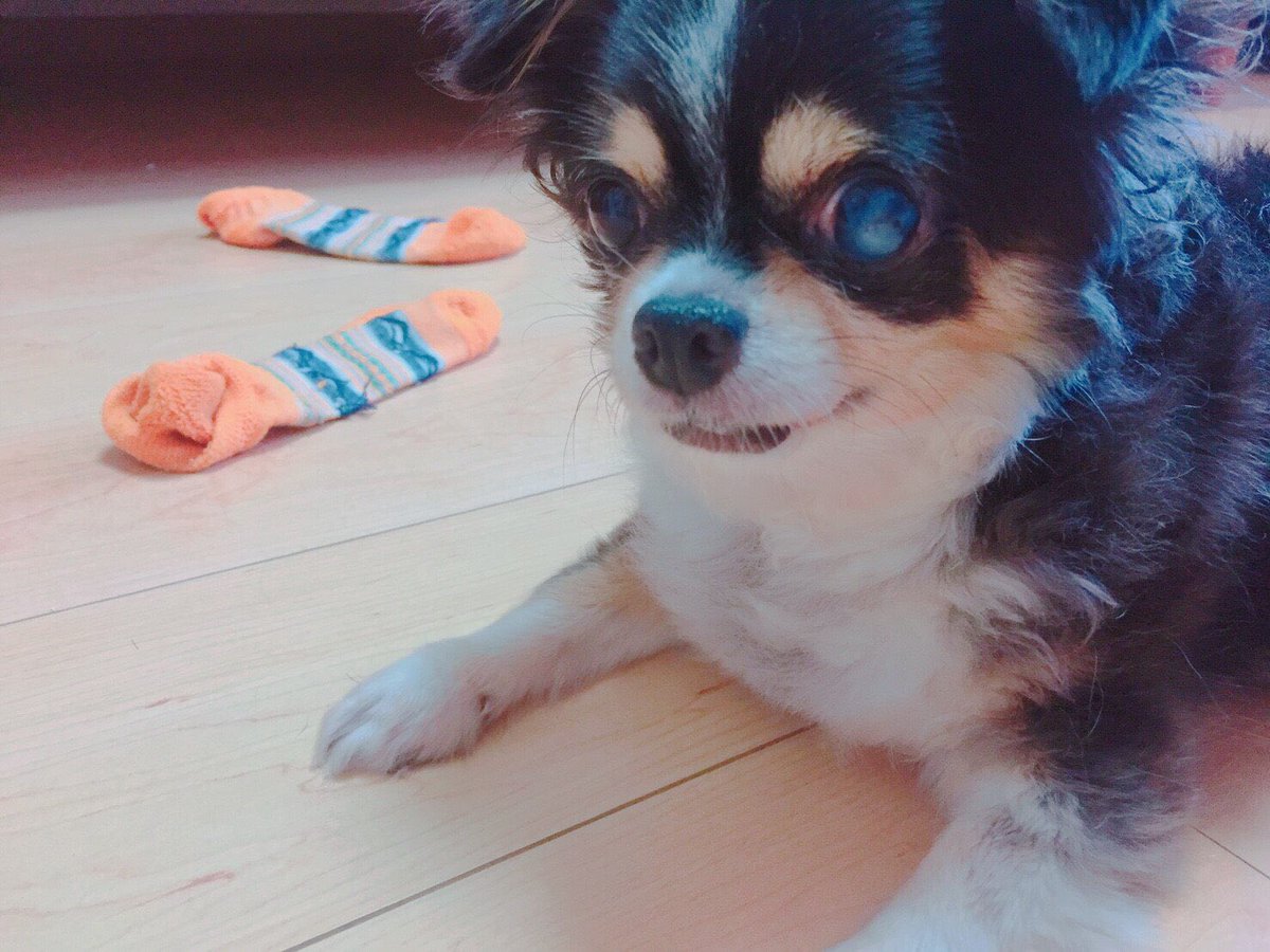 taisinn65's tweet photo. 14年間ありがとう。
天国でも元気でな https://t.co/VEI1HYoLkH