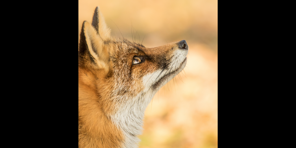 Mammal_Society's tweet photo. A highly commended #fox photo by Becca Fulcher for this week's #midweekmammal #mpoy2020
Keep an eye out for footprints. Four-toed, they can look similar to cat & dog prints - the key difference is you could draw a diagonal cross through a fox print without touching the pads ๐พ https://t.co/mcfv6cbXWe