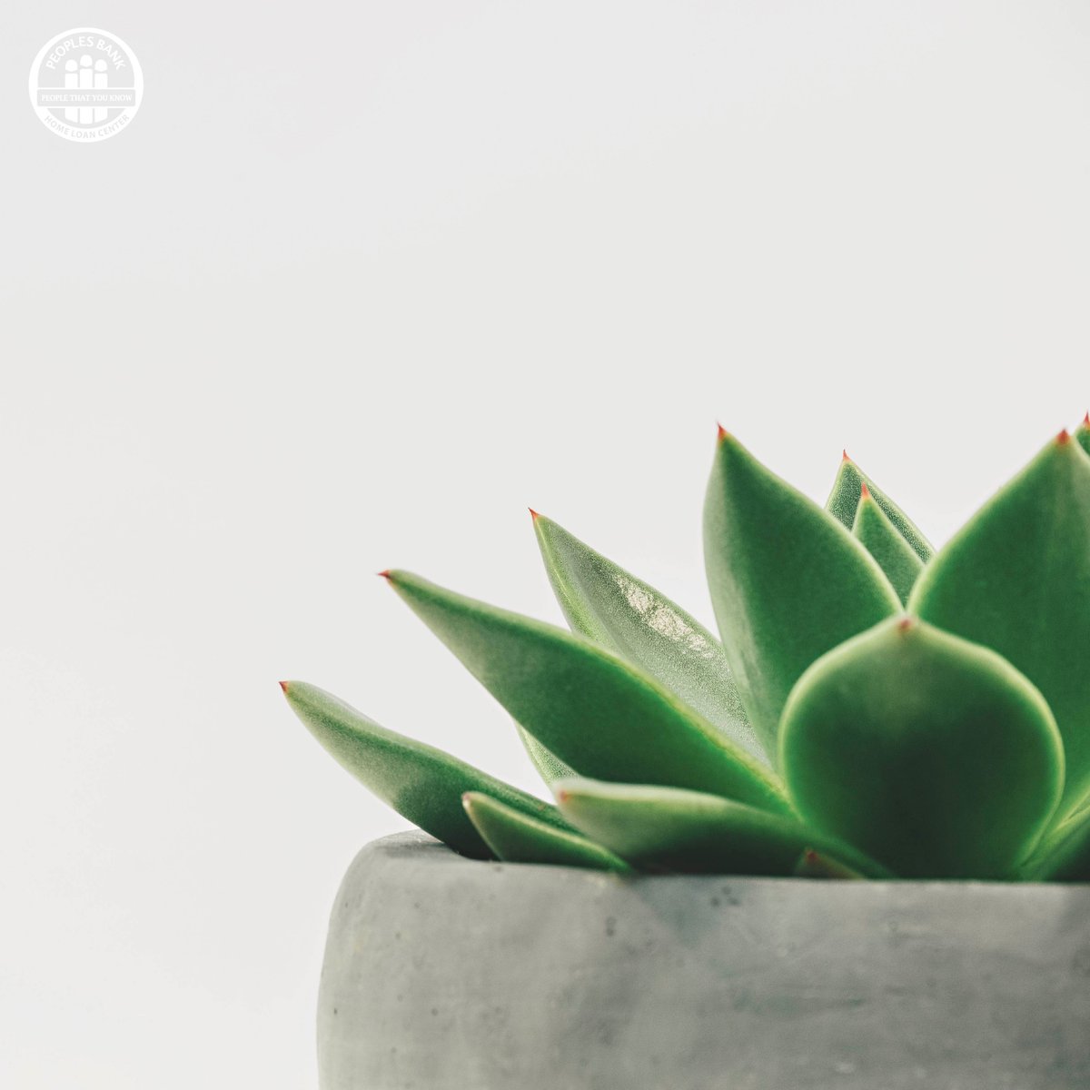 Peoples_BankTX's tweet photo. In addition to improving air quality, keeping plants in your home and office is proven to reduce stress and create a feeling of well-being. Do you notice a difference when you add indoor plants to your environment? πΏ #PeoplesBankHLC #PeoplesBank #PeopleThatYouKnow #Nature https://t.co/DttdYYUvs6