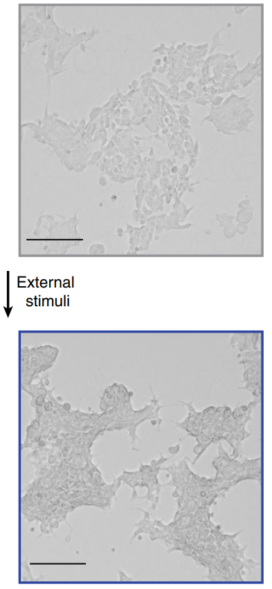 madridwolff's tweet photo. Transparent human cells? Two simultaneous works demonstrate cultured cells expressing proteins from squid to modulate their refractive index upon stimuli.(https://t.co/aLZVQvBVK4 , https://t.co/Ci2nocJ5ju )
#invisibilityCloak #scienceandnature https://t.co/g7liz5f6Wk