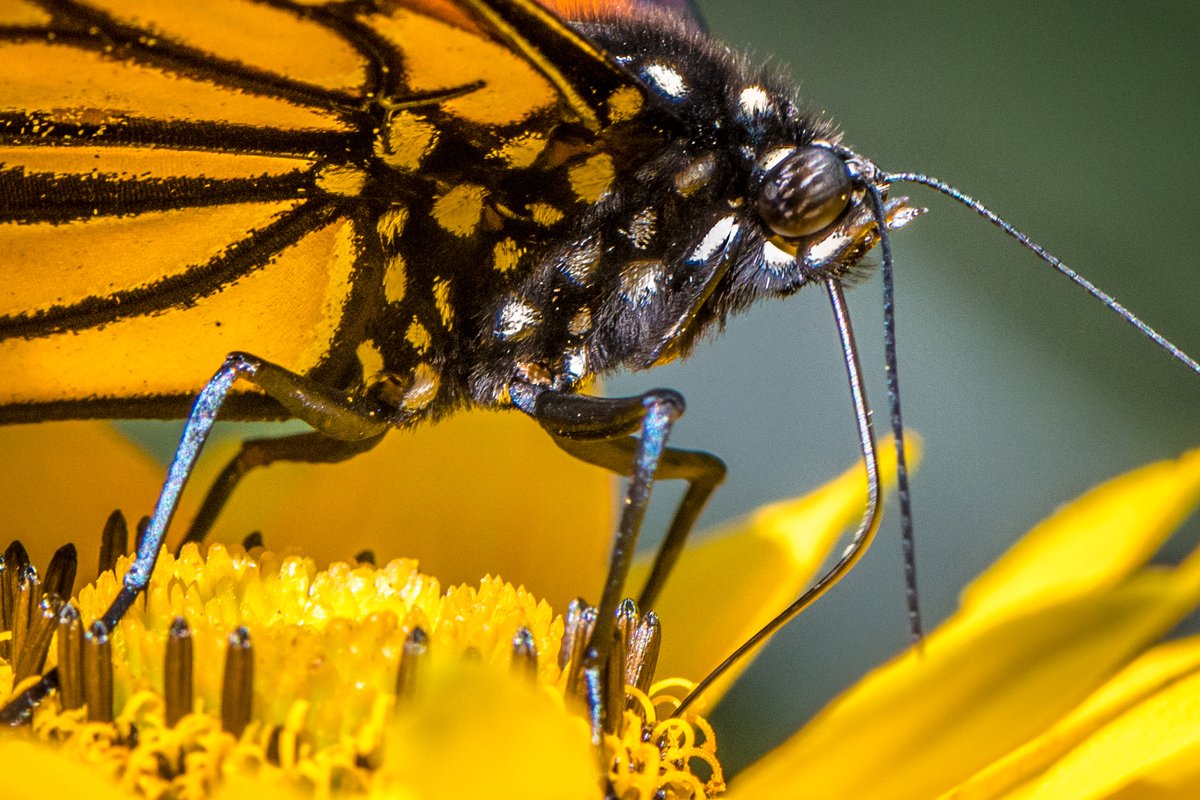 Beaver Creek Reserve tweet media
