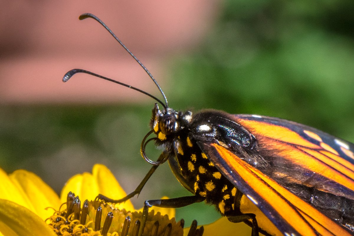 Beaver Creek Reserve tweet media