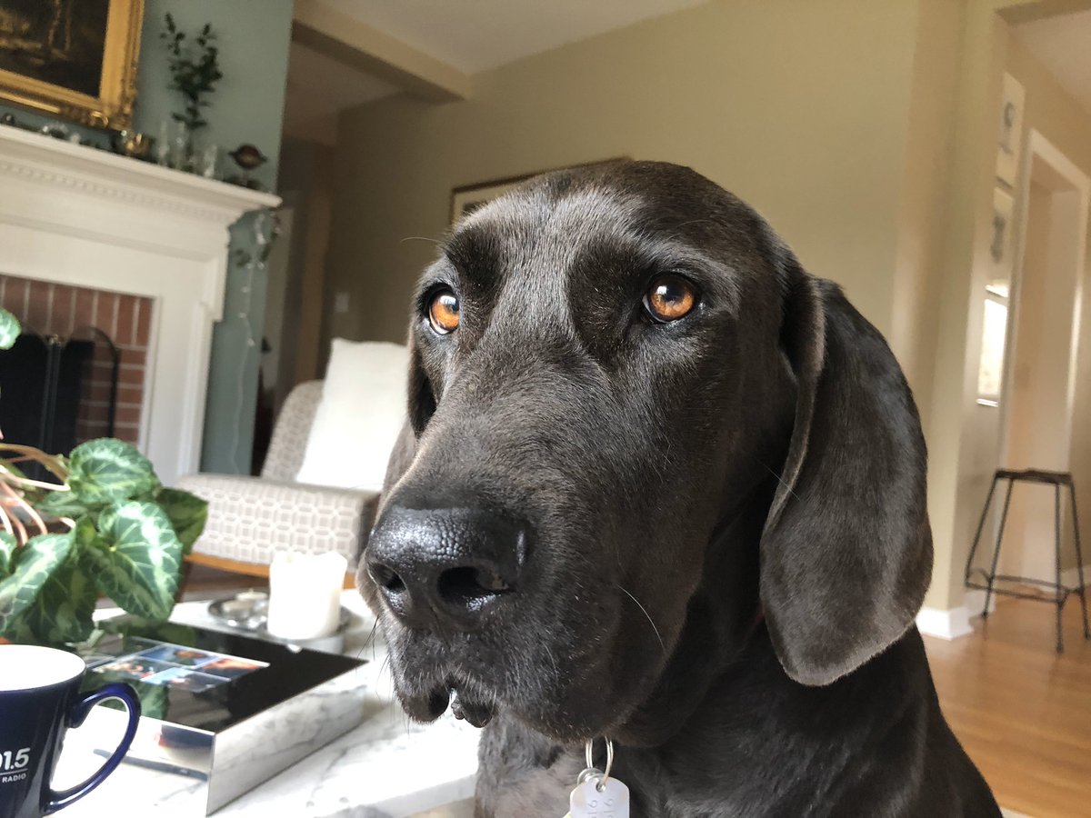 Teaching_Grace's tweet photo. @principalspage This is Haywood Barbara Lynn Wood Ray Burch Wolfe. He’s a western NC mountain resuce who now lives the suburban life in Durham. https://t.co/wv4JXVmqvA
