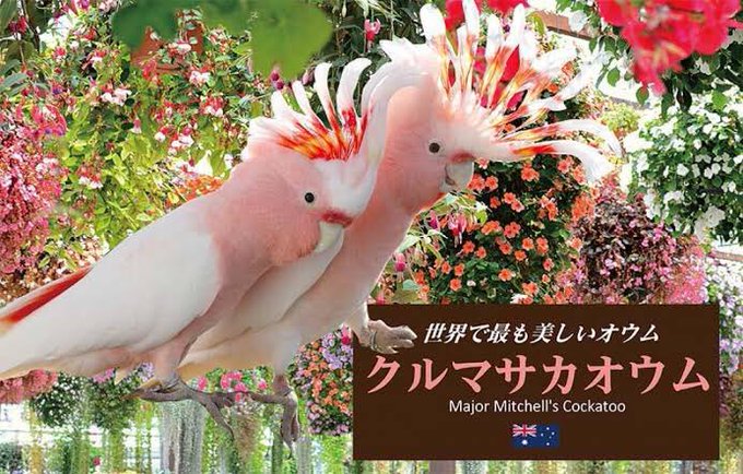 クルマサカオウムのtwitterイラスト検索結果