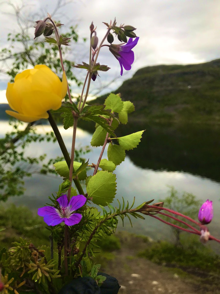 jmfiea's tweet photo. Lapin maisemat 💚 (hyttysistä en tosin niin välittäisi..)! #saana #tunturilappi https://t.co/UZDc2T3oOG