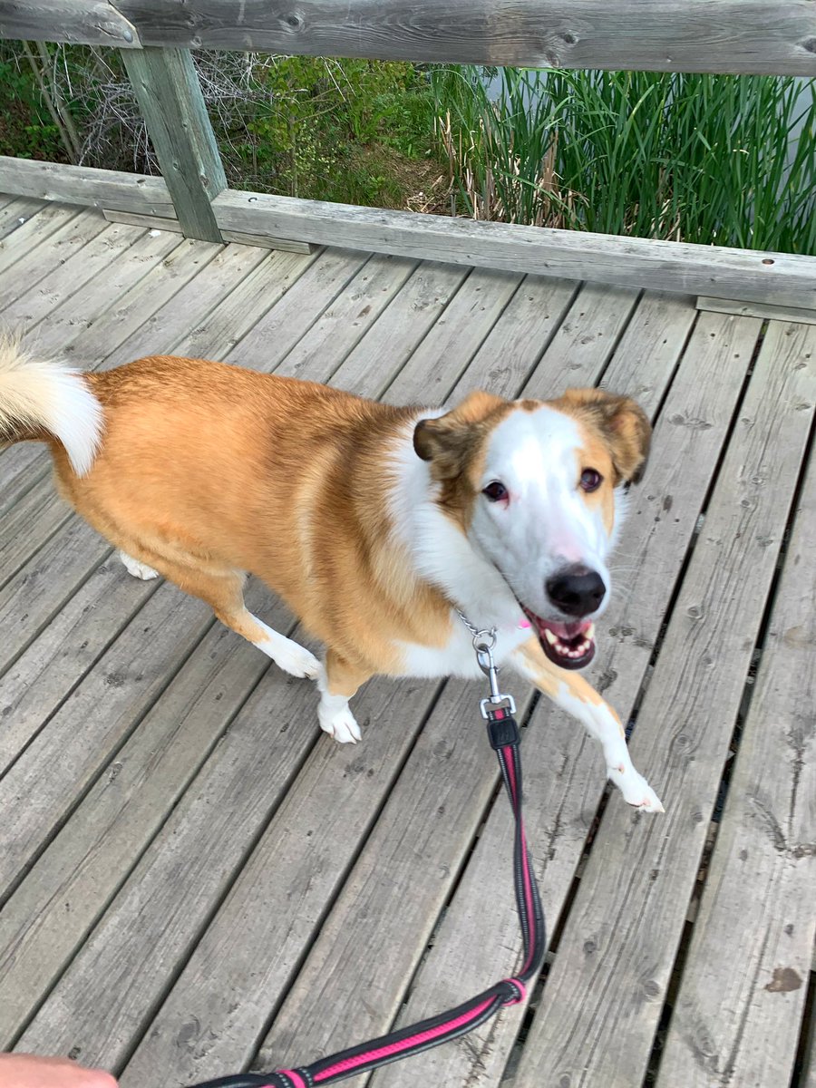 I had company on this morning’s run. Some of my favourite miles include Scout. Especially those post-run cuddles before we’ve even made it in the house.