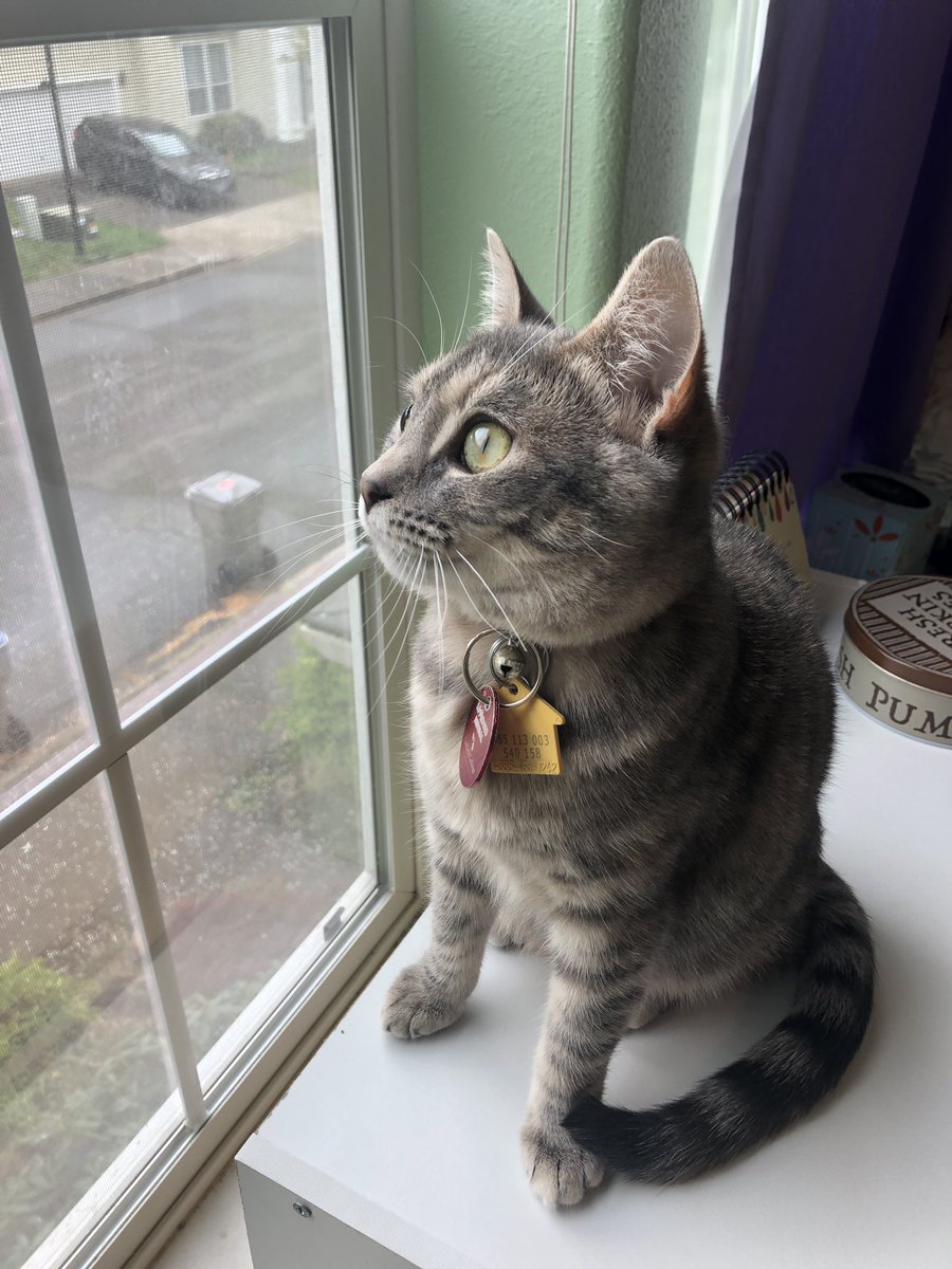 hannahjanecurry's tweet photo. Let’s make a cute and wholesome thread. Reply with some pictures of your pet(s)🐱🐶 #GoodVibesPost https://t.co/SrcU7qBkOc