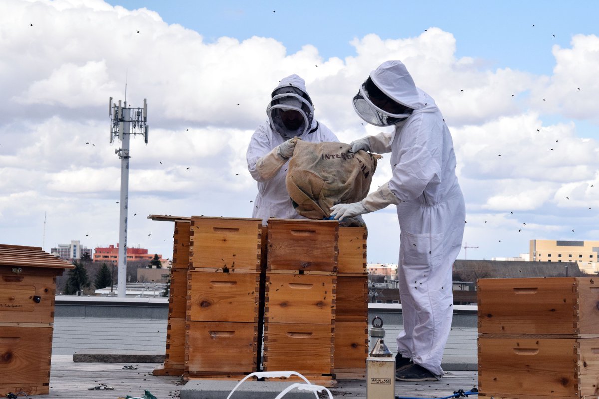 MacEwan University uses Flow Hives, a type of hive designed to collect honey in a way that is less invasive and more efficient for beekeepers to work with. It is almost honey collecting time for our hives! 
Learn more about Flow Hives here: bit.ly/3fxbZR3 #MacEwanU