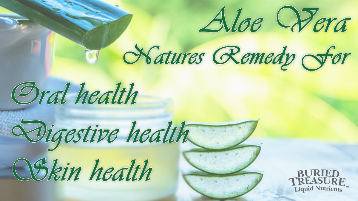 Aloe Vera: A Succulent With Medicinal Properties - skin health, oral health and digestive health.   

Read More Here: buriedtreasureln.com/aloe-vera-a-su…

#health #natural #skincare #buriedtreasure