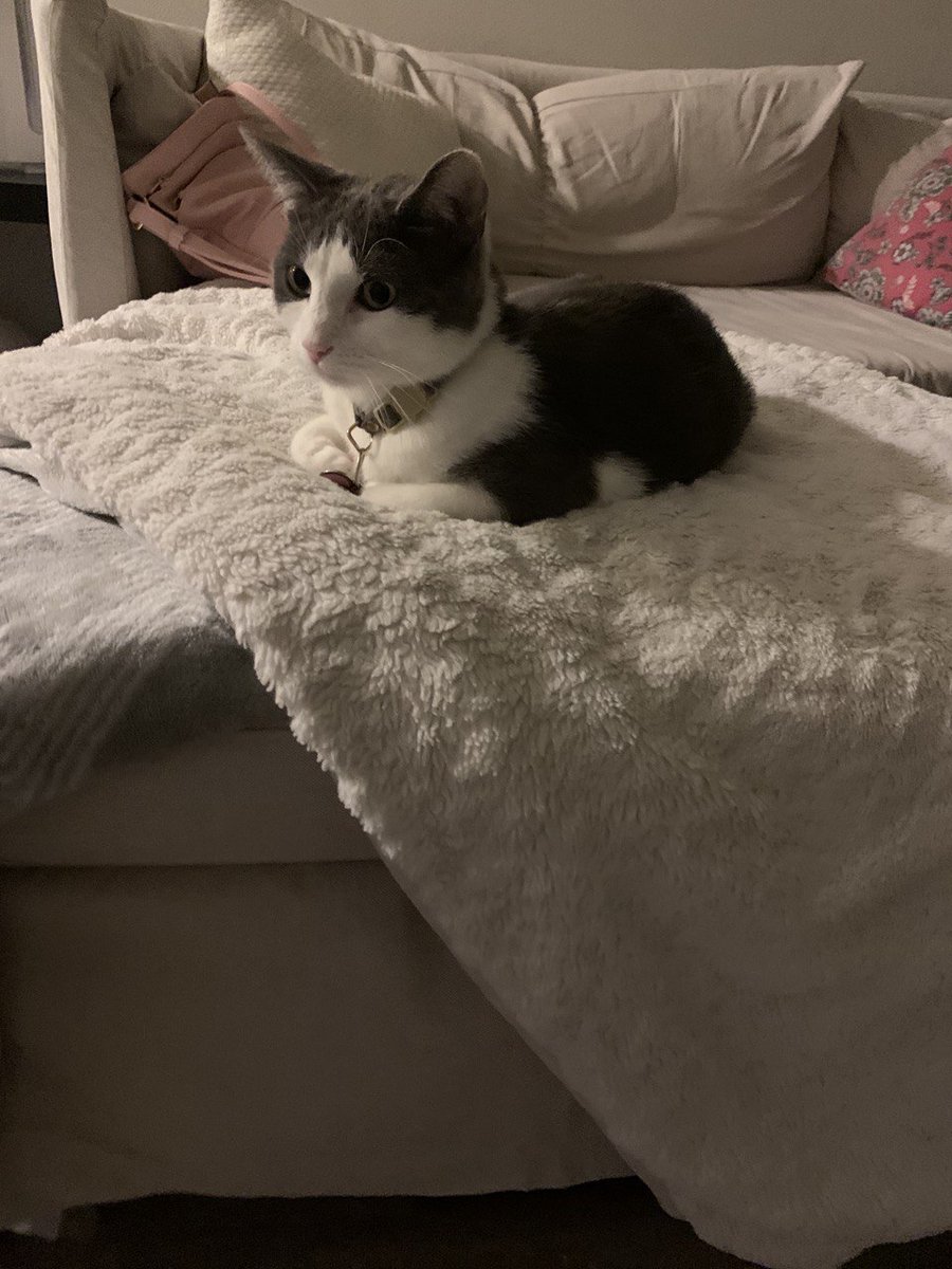 My partner has this fluffy blanket she bought from a discount home store a few years ago and for whatever reason, both cats adore it.Doris will constantly knead on it and Macchiato has now discovered it. It is very much adequate.