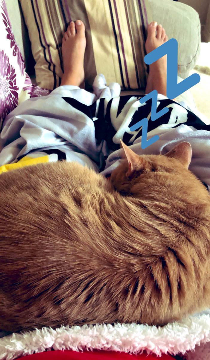 Tobys__Mummy's tweet image. The Lil’ man has not left my side all afternoon 🧡🧡🧡🧡🧡🧡🧡 #JustLoveHim #SofaSnuggles