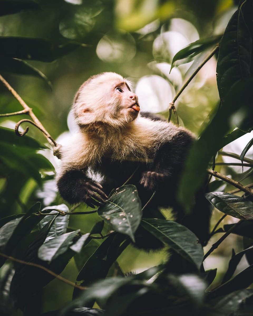 hikingtourscr's tweet photo. Costa Rica 🇨🇷

@ mx.lh https://t.co/tPLomykrww
