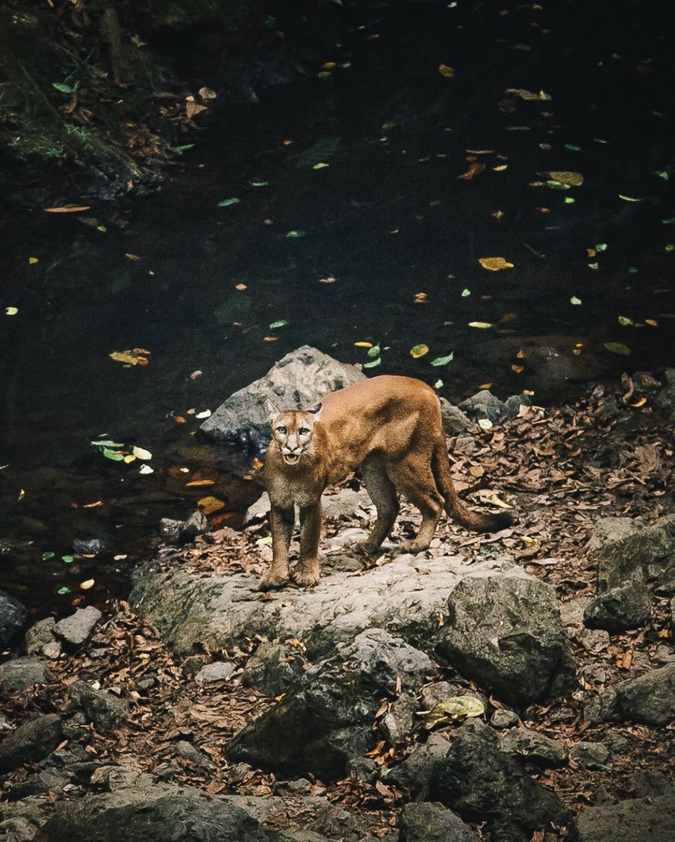 hikingtourscr's tweet photo. Costa Rica 🇨🇷

@ mx.lh https://t.co/tPLomykrww