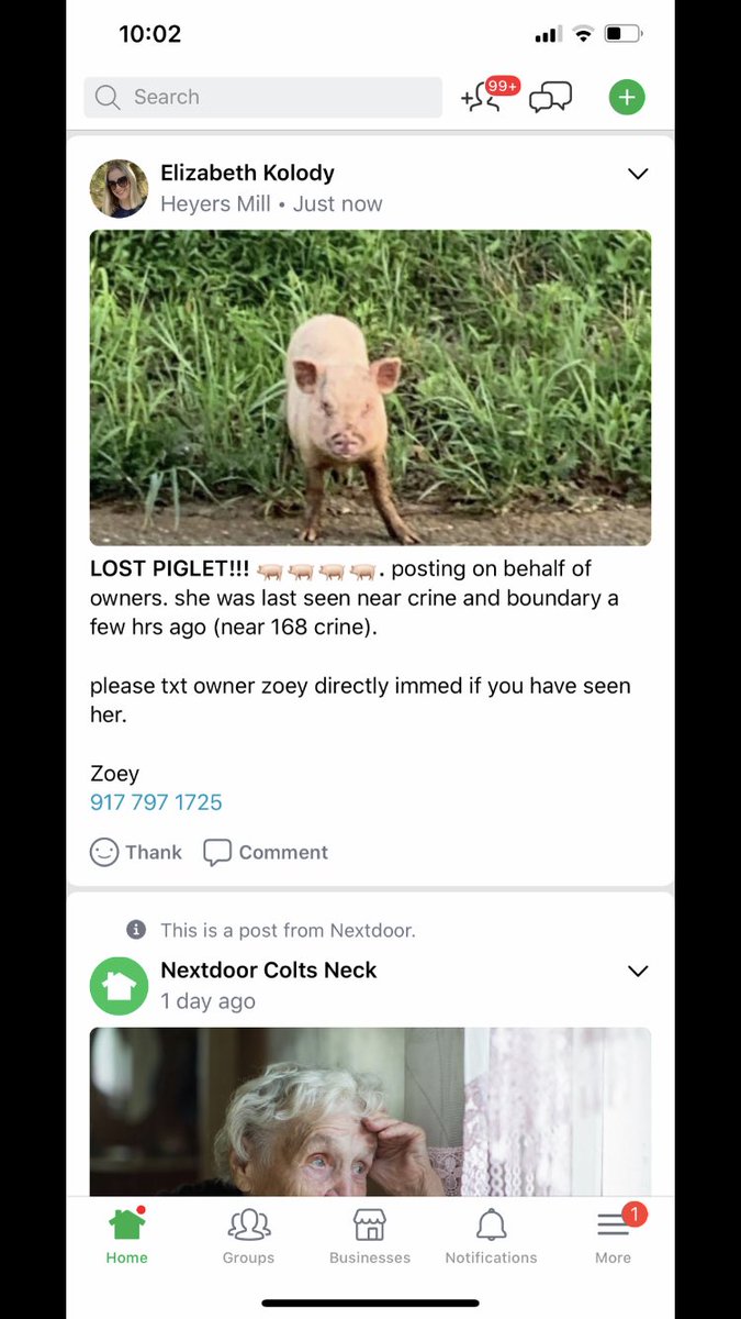 VekslerGabriel's tweet photo. ATTENTION if anyone sees this little pig plz contact me or let me know. It should be by colts neck  crine and boundary and helliut rd. And before you ask, yes I really bought a pig. https://t.co/S9Op6YSiNt