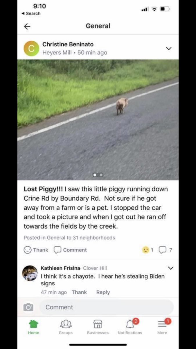 VekslerGabriel's tweet photo. ATTENTION if anyone sees this little pig plz contact me or let me know. It should be by colts neck  crine and boundary and helliut rd. And before you ask, yes I really bought a pig. https://t.co/S9Op6YSiNt