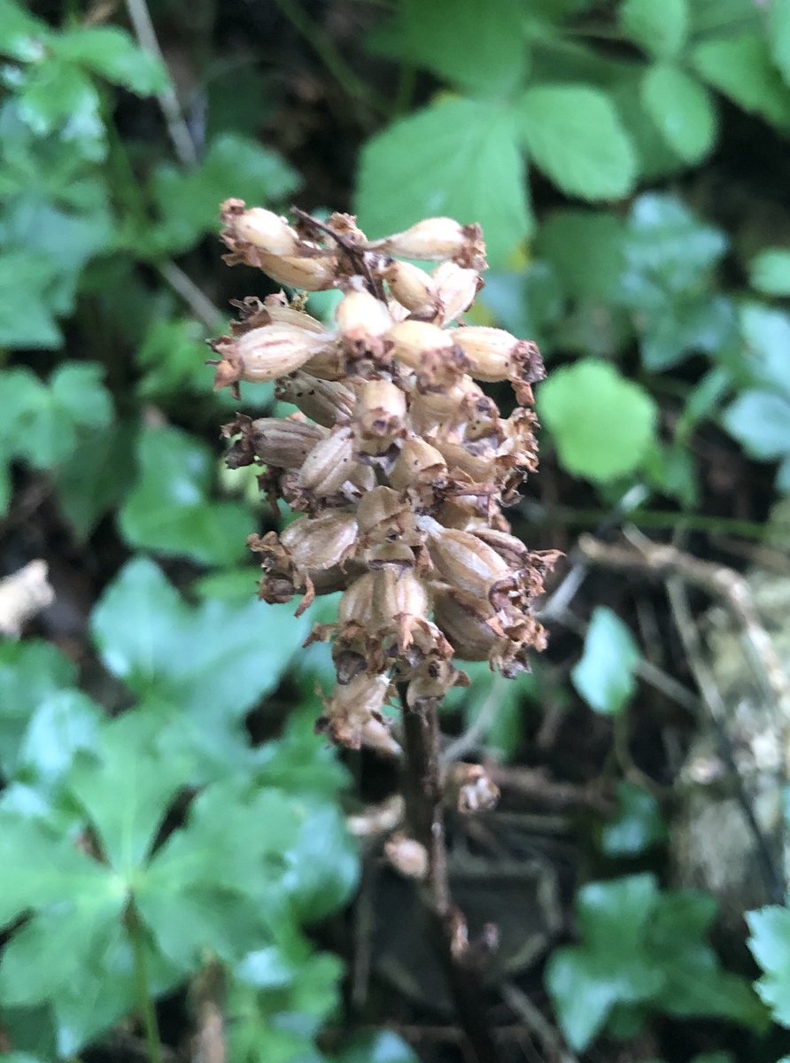 BackFarming's tweet image. We were in the burren co. Clare today and came across this fella- a birds nest orchid. ⁦@BioDataCentre⁩
