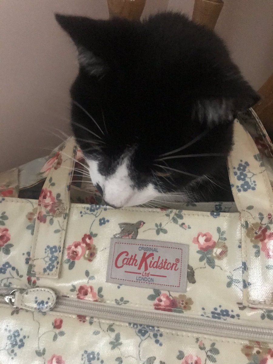 littlehez's tweet photo. Do you think my cat is trying to tell me something 🤷♀️
#DaftCat #Cats #CatsOfTwitter #IsaBody #IsaLife #TropicAmbassador #BagsAndCats https://t.co/1UQxMMWw8c
