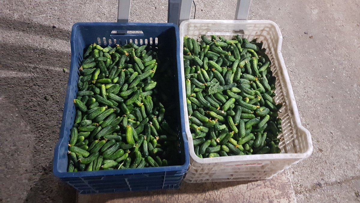 tatarbaris66's tweet photo. #littlemarket #swissgrow #gherkin #nopesticide #goodfarm #agriculture https://t.co/uoGddguA6V