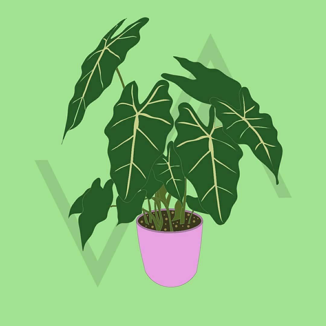 visualisarch's tweet photo. Alocasia https://t.co/SNLZ4iuvt8