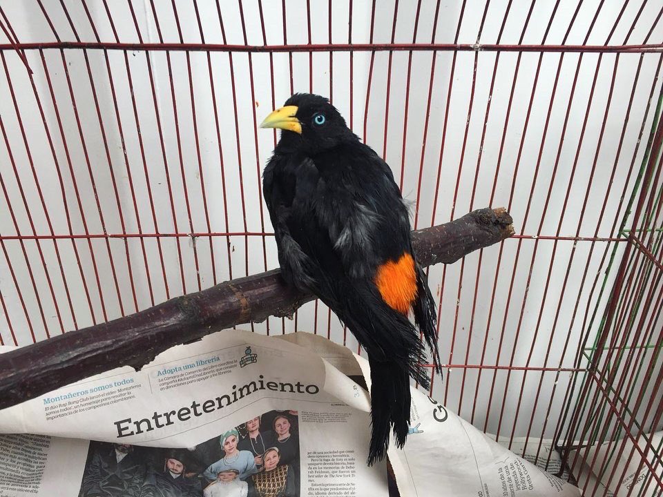 AnimalesBOG's tweet photo. Gracias a las denuncias ciudadanas, fueron recuperadas por @Ambientebogota y #GUPAEMEBOG seis aves 🐦 silvestres, todas de diferentes especies en la Localidad de Usme.
Realizamos acompañamiento para evaluar el bienestar de los animales. https://t.co/awjciNDksn