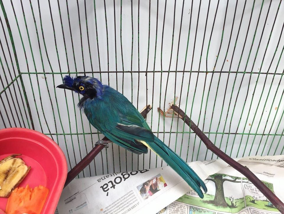 AnimalesBOG's tweet photo. Gracias a las denuncias ciudadanas, fueron recuperadas por @Ambientebogota y #GUPAEMEBOG seis aves 🐦 silvestres, todas de diferentes especies en la Localidad de Usme.
Realizamos acompañamiento para evaluar el bienestar de los animales. https://t.co/awjciNDksn